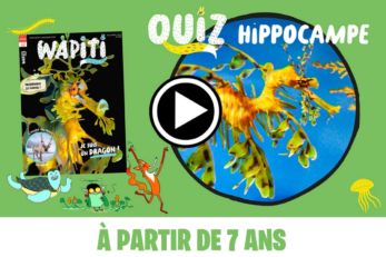 Quiz hippocampe